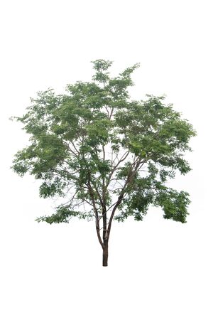 isolated tree on a white backgroundの写真素材