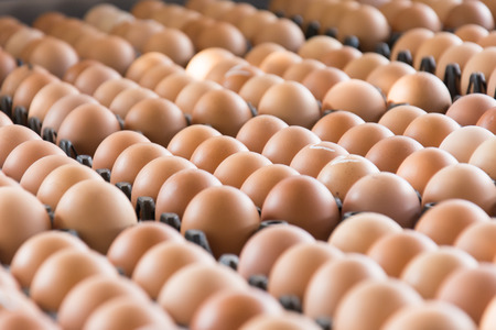 Eggs from chicken farm in the package that preserved for saleの写真素材