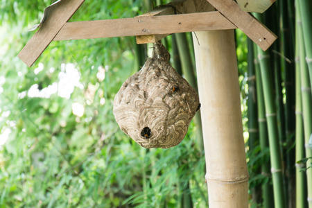 Wasp nestの写真素材