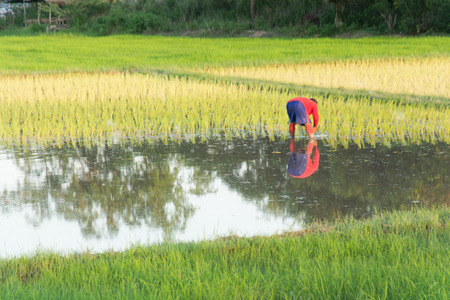 Farmers transplant rice seedlings in the paddy fieldの写真素材