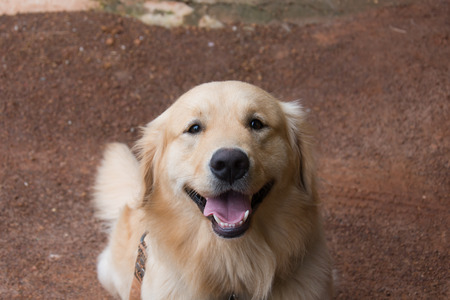 Portrait of Golden Retrieverの写真素材