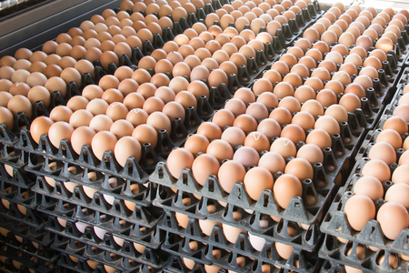 Eggs from chicken farm in the package that preserved for saleの写真素材