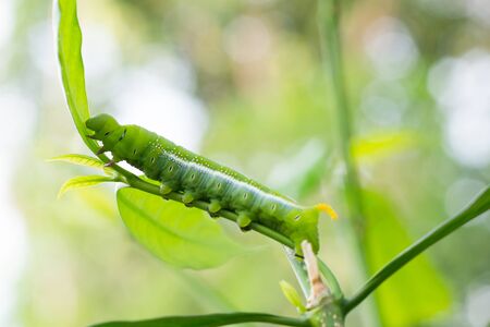 caterpillar green eatingの写真素材