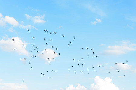 flock of birds against the sky with clouds