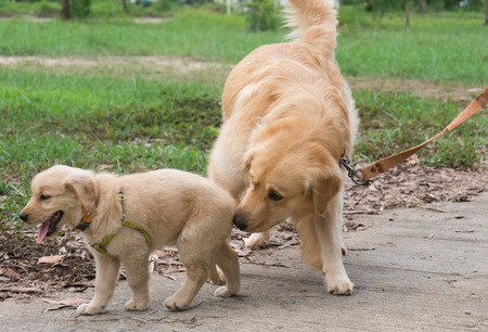 dog goldenの写真素材