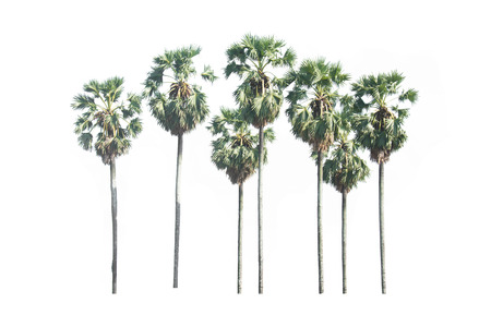 Asian Palmyra palm, Toddy palm, Sugar palm, isolated on white backgroundの写真素材