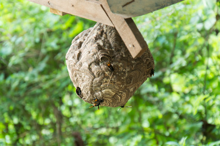 Wasp nestの写真素材