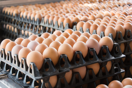 Eggs from chicken farm in the package that preserved for saleの写真素材