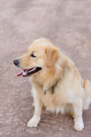 Portrait of a golden retriever dogの写真素材