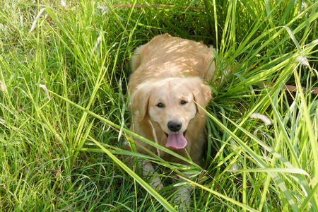 Portrait of a golden retriever in the grassの写真素材