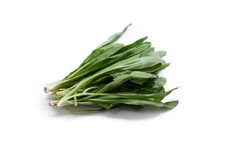 Culantro isolated on white backgroundの写真素材