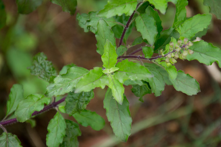 Ocimum sanctum onplantの写真素材