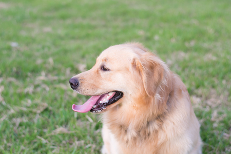 Golden retriever portrait in green grassの写真素材