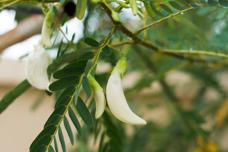 White agasta flower on tree.の写真素材