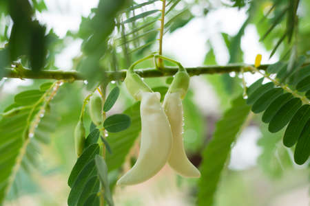 White agasta flower on tree.の写真素材