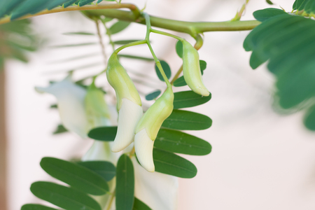 White agasta flower on tree.の写真素材
