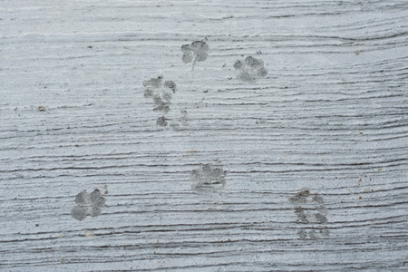 dog 's footprints on cement floor backgroundの写真素材