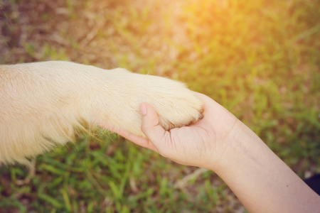 Friendship between human and dog - shaking hand and pawの写真素材