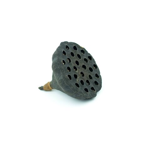 Black lotus seed on white backgroundの写真素材