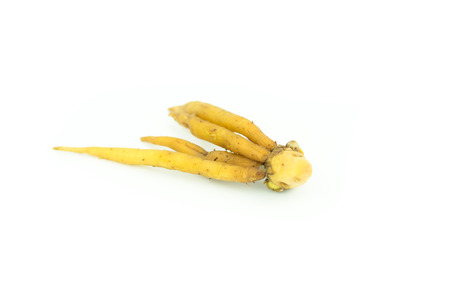 Fingerroot, Kaempfer, Boesenbergia isolate on white,Ingredients for Thai Cuisine.