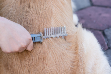 care for dog hairの写真素材