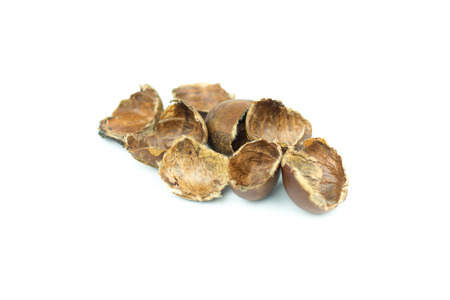 chestnuts shell isolated on white background