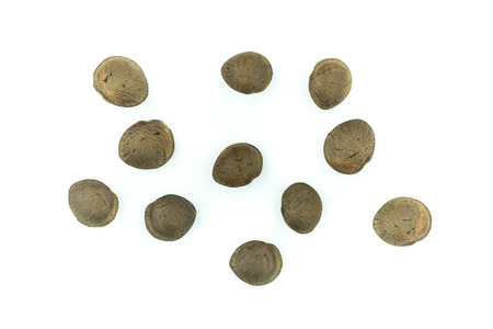 sacha inchi peanut seed isolated on white backgroundの写真素材