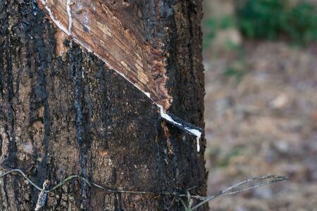 Rubber Latex of rubber trees in rubber gardenの写真素材