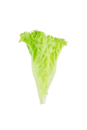 Salad leaf. Lettuce isolated on white background.の写真素材