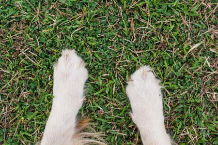 dog paws in the green grass.の写真素材