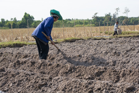 Woman farmer holding spade at field in nakhon phanom,Thailandの写真素材