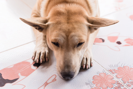 sleeping dog on cement floorの写真素材