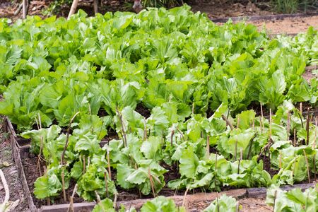 Lettuce seedlings in a field in asia
