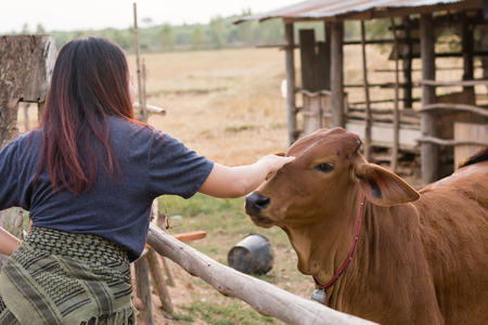 Young woman feeding cows with grass at cowhouse in farm Thaiの写真素材