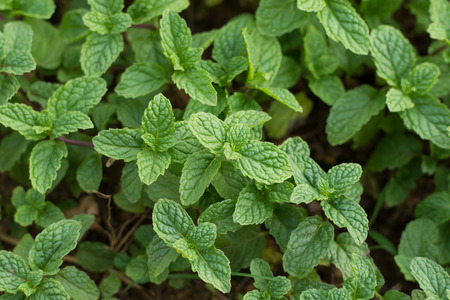 Mint leaves background.Mint leaf green plants with aromatic properties of strong teeth and fresh ivy as a ground cover plant typesの写真素材