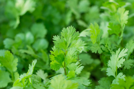 Health benefits of coriander. Coriander is loaded with antioxidantsの写真素材