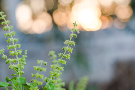 Holy basil flower greenの写真素材