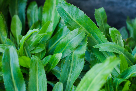 Fresh green culantro for healthy concept in garden.の写真素材