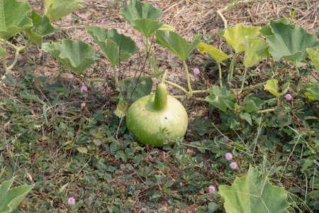 Calabash Treeの写真素材