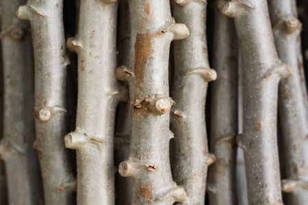 Close-up cassava tree backgroundの写真素材
