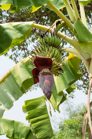 Banana Tree With Banana Blossomの写真素材