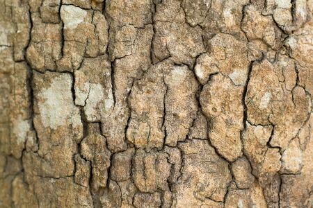 Tree bark texture background.の写真素材