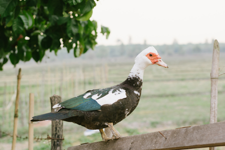 Mute duck. Duck in farm. Duck staring at you. Muscovy duckの写真素材