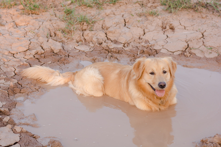 Fun golden retriever dog playing in the mudの写真素材