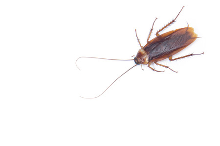 Cockroach isolated white background