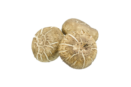 Shiitake mushroom isolated on the White backgroundの写真素材