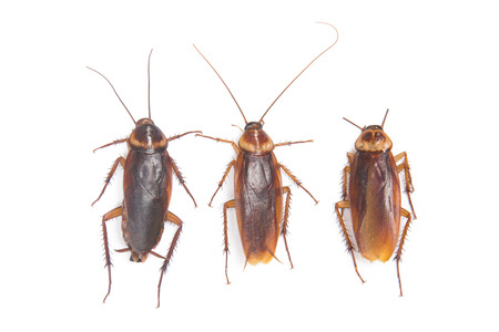 Cockroach isolated white backgroundの写真素材