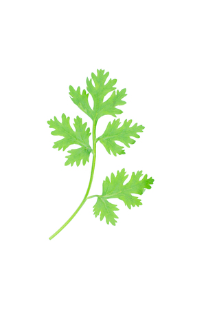 Green coriander leaves isolation on a white backgroundの写真素材
