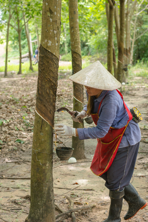 Asian women tapping on the rubber treeの写真素材