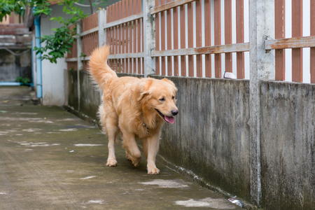 golden retriever dog, taken in outdoorの写真素材